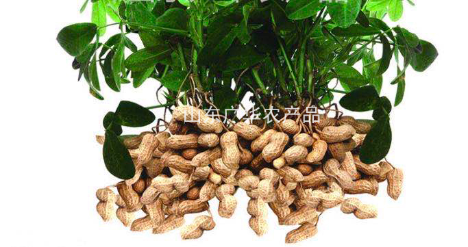 Peanut planting season