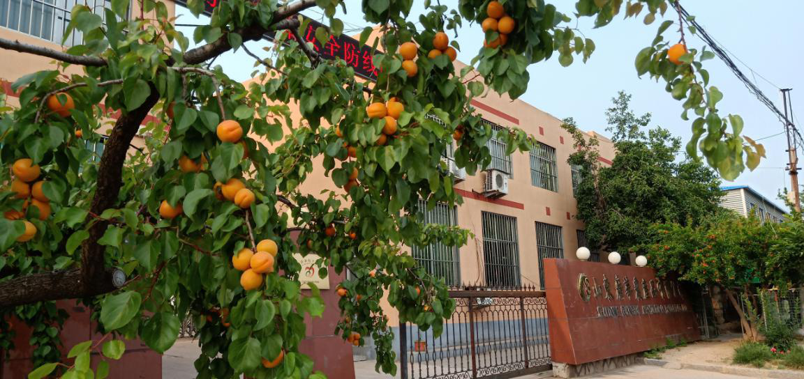 Ripe season of apricots